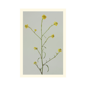 Wild Mustard Card