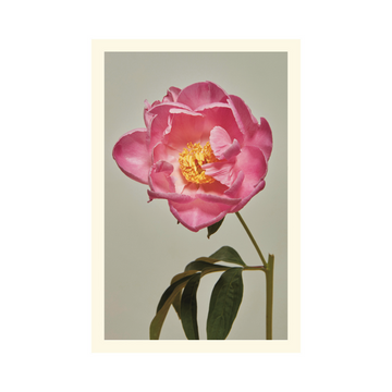 Coral Sunset Peony Card