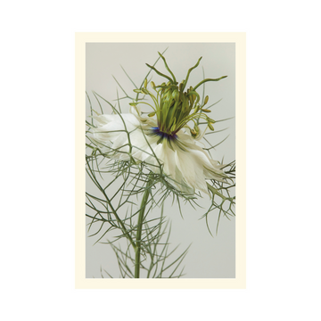 Love In A Mist Nigella Card