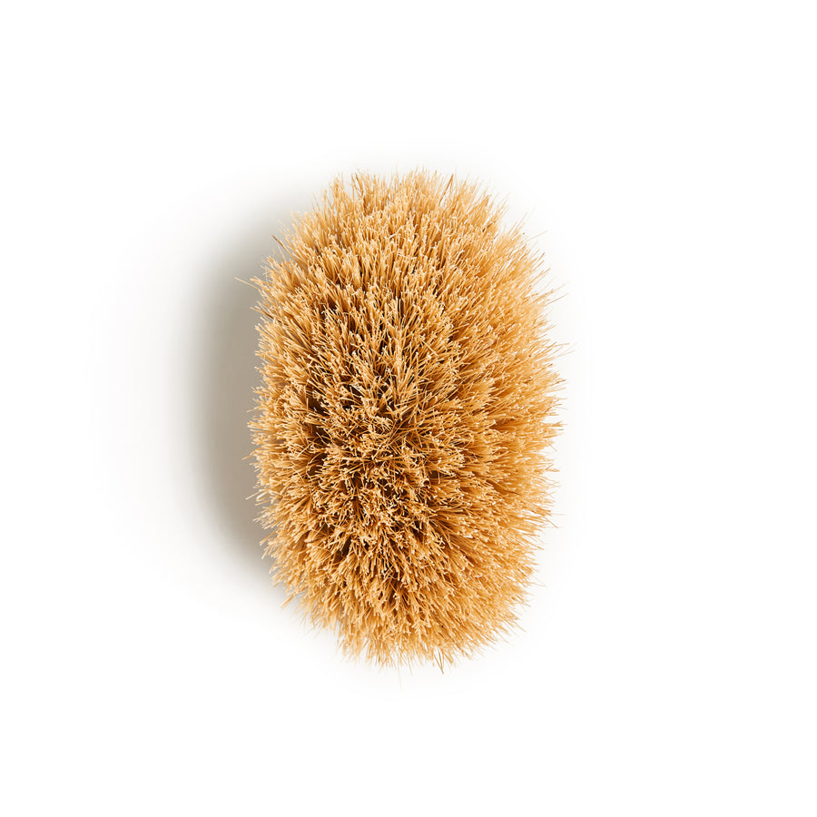 Cactus Bristle Dry Brush