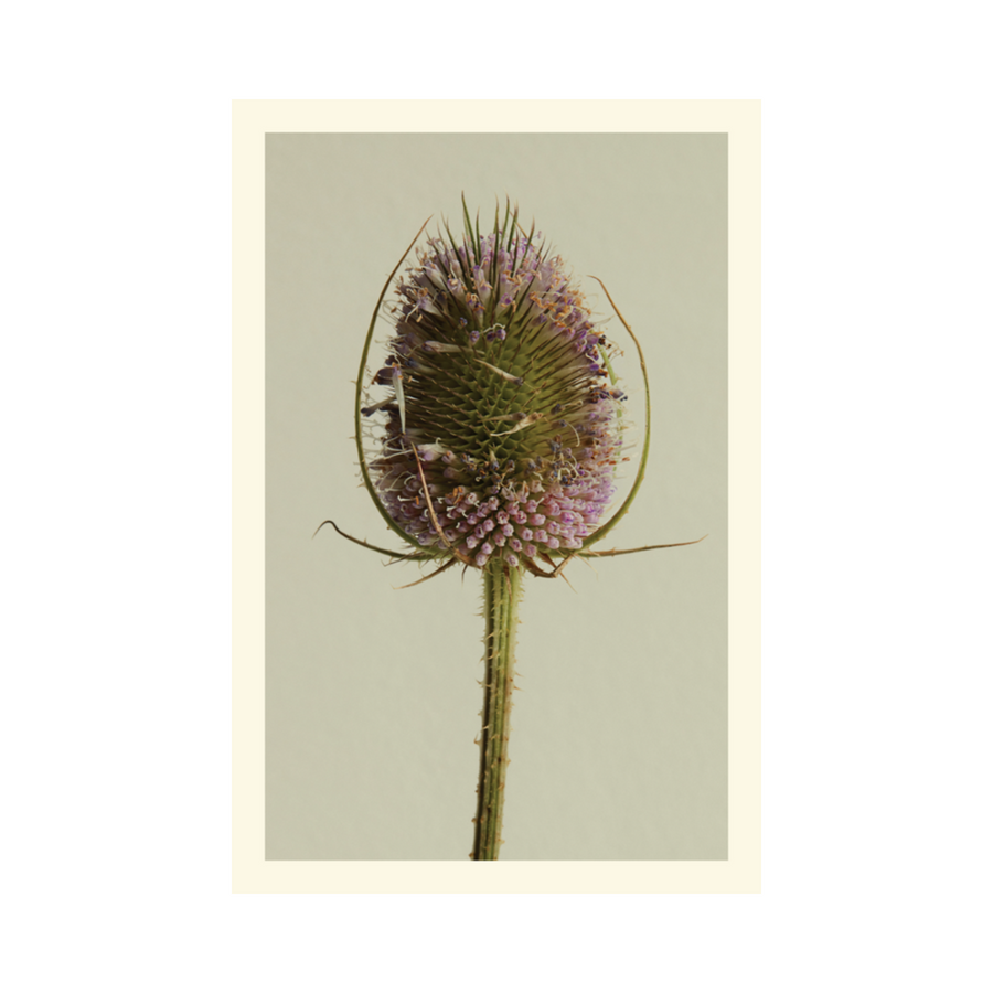 Common Teasel Card