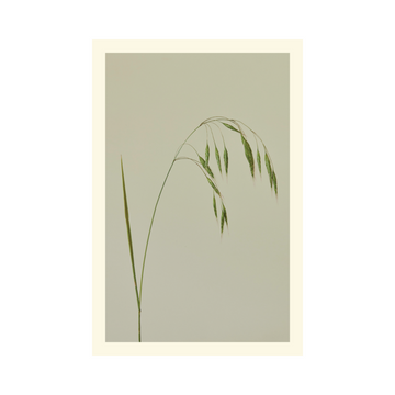 Brome Grass Card